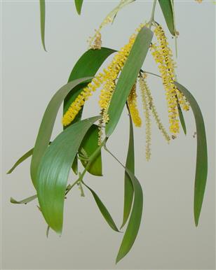 Acacia auriculiformis